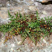 photo of asplenium montanum